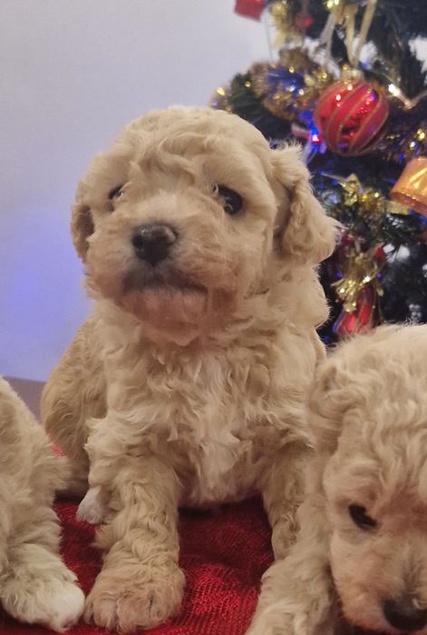 Мальтіпу. Чудові цуценята.