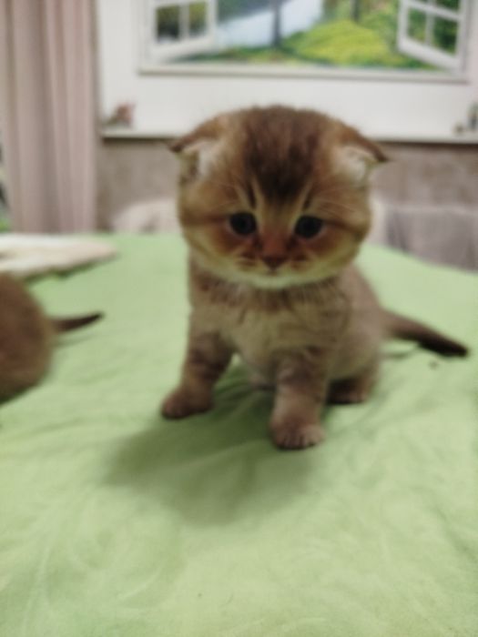 Очаровательнай вислоухий малыш золотая шиншилла