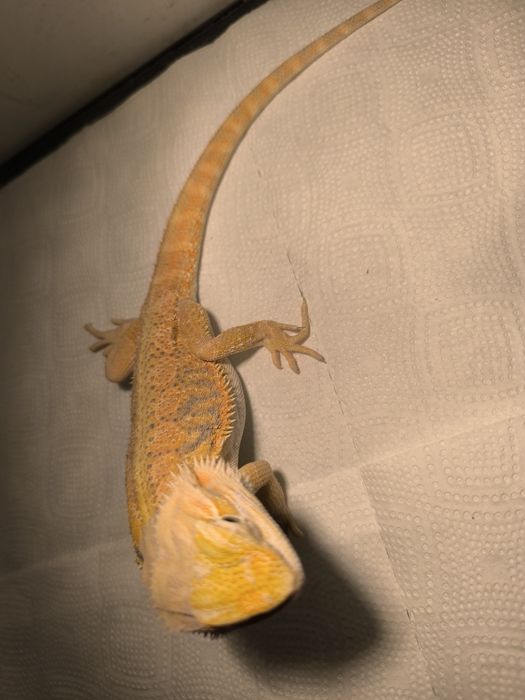 Agama brodata samiec