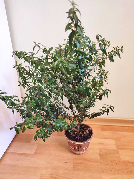 Мирт, миртовое дерево комнатное