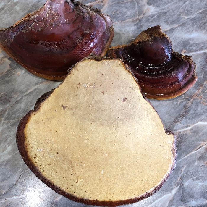 Трутовик Облямований сухий (Fomitopsis pinicoda).