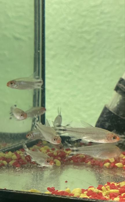 Rodostomus Zwinnik Czerwonoustny