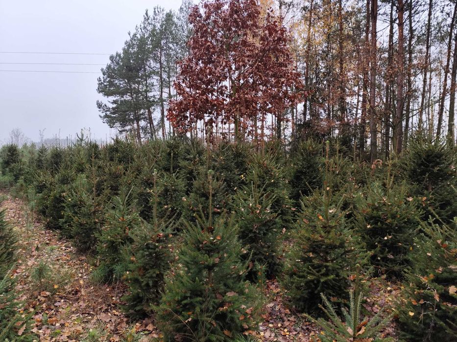 Choinki świerk pospolity - duży wybór