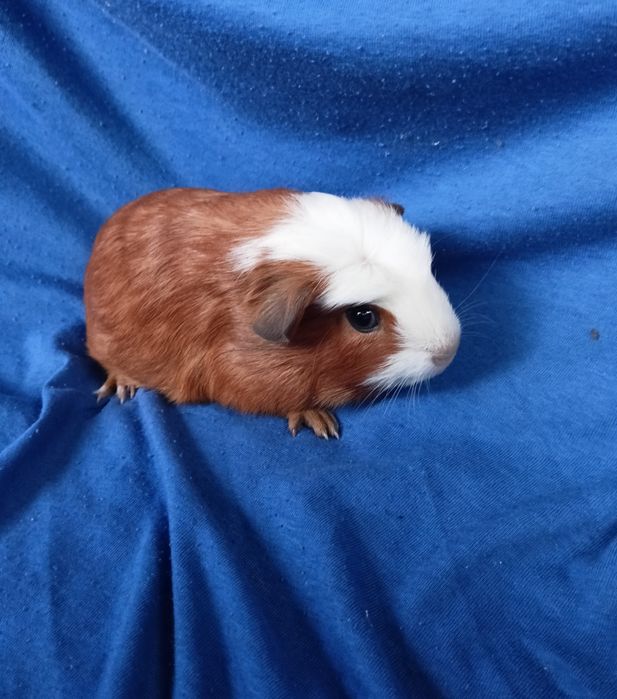 Питомник морские свинки