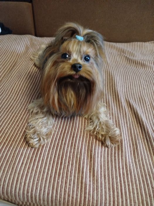 Йорк хлопчик підрощений