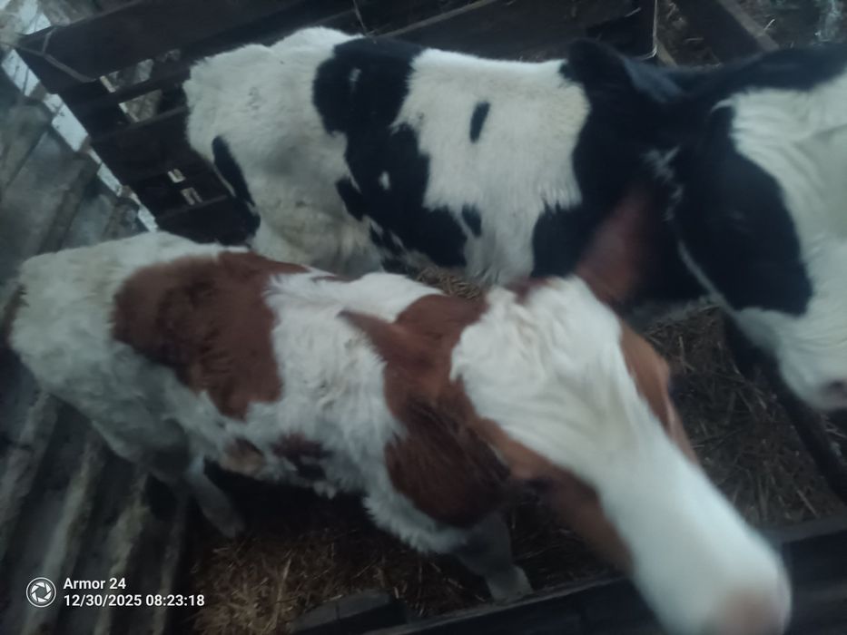 Byczki buhajki biało czerwony i czarny