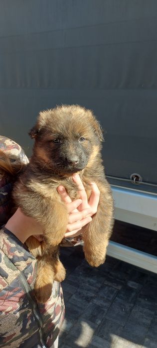 Szczeniaki w typie Owczarka Niemieckiego