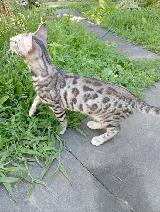 Бенгал шоу-класса