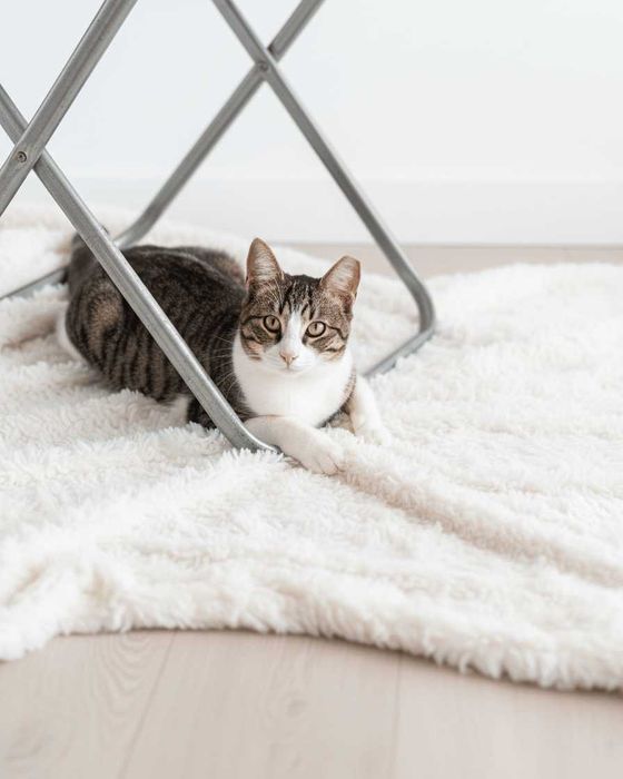 Setúbal / Margem Sul / Lisboa — PIXEL e SPIDER, gatinhos para adoção