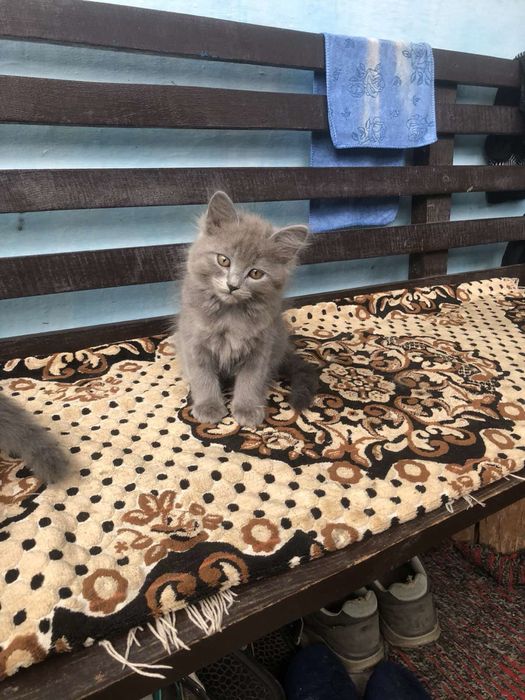 Шотланські котики