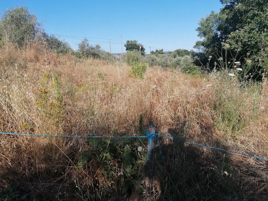 Aluguer de terreno agrícola com 300m2