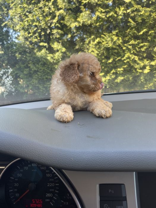 Мальтіпу Ф2