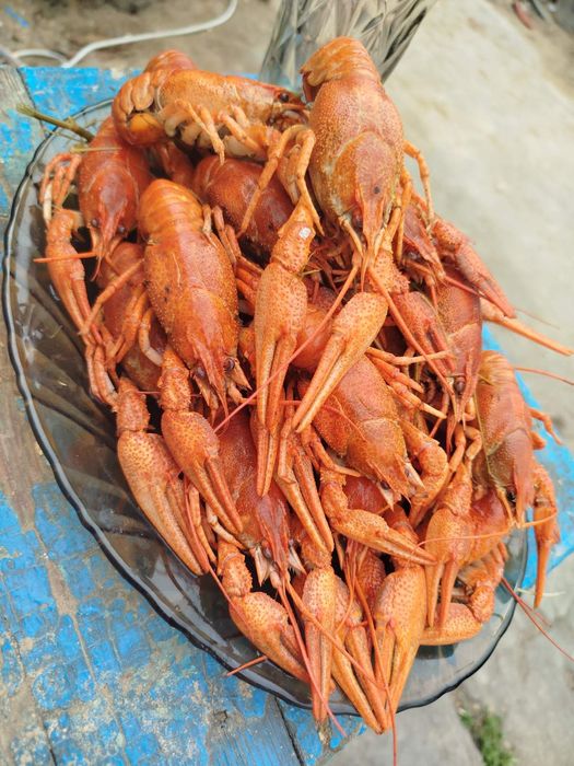 Продам свіжевиловлені раки та рибу