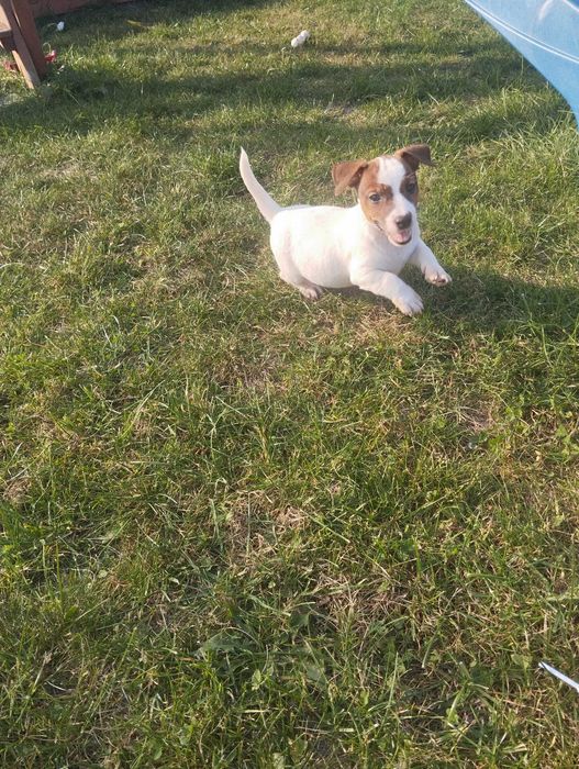 Szczenięta Jack Russell terrier