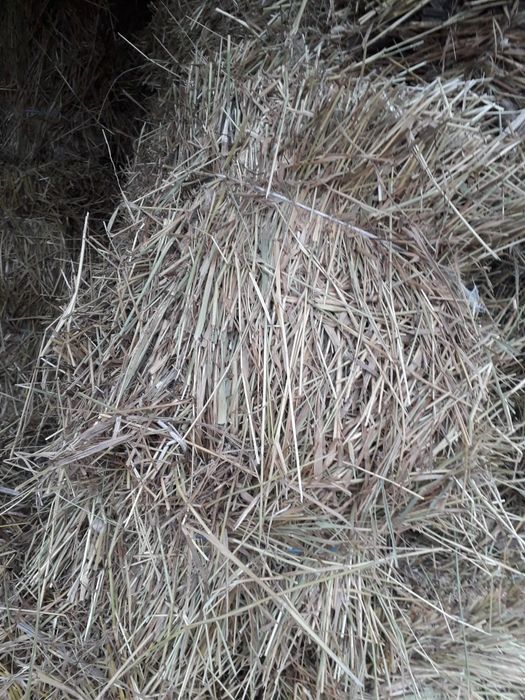 Продам сіно лугове