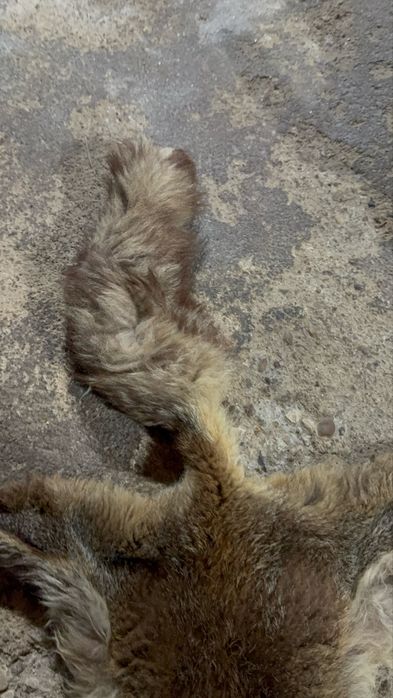 Pele raposa para decoracao