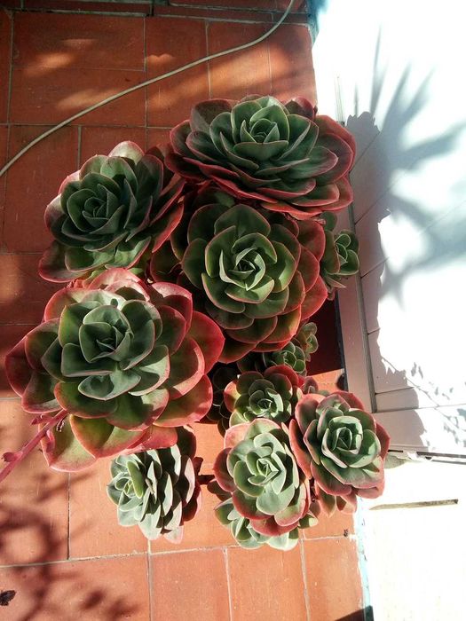 Mandalas raras e aeonium -  soculentas