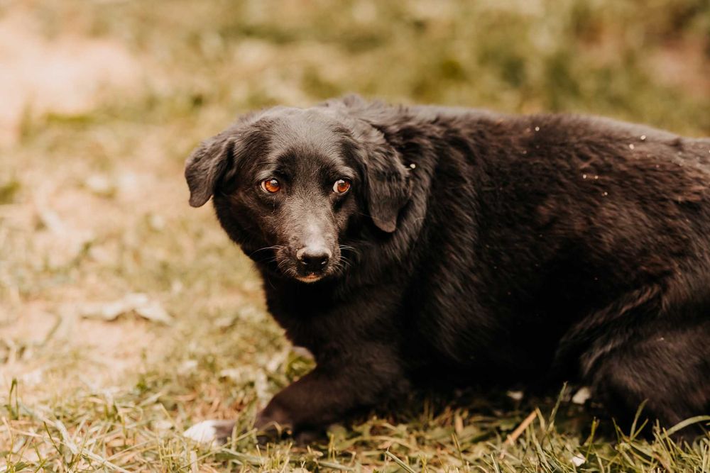 Młodziutka Mila bardzo skrzywdzona przez człowieka szuka domu...