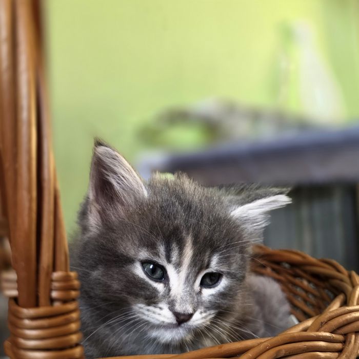 Kotka Maine Coon