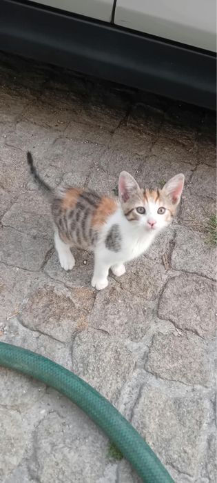 Menina para adoção