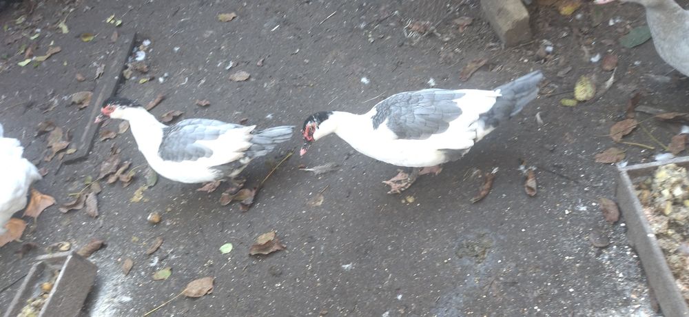 Блакитноплечі індокачки, інкубаційні яйця