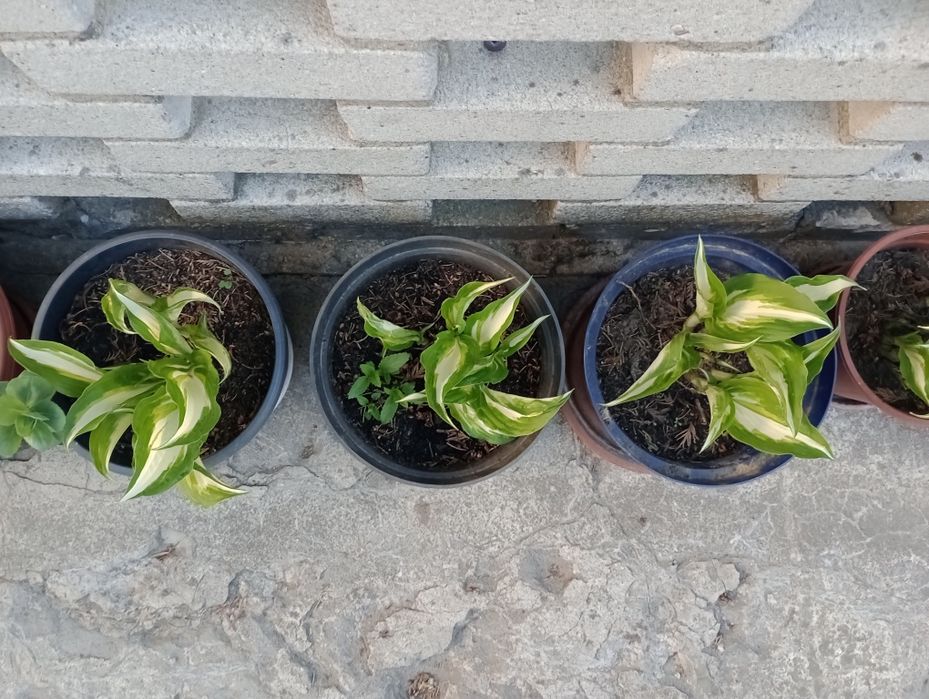 Funkia Hosta wieloletnia