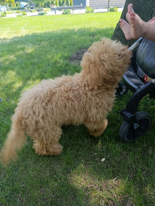 piękna suczka Cavapoo