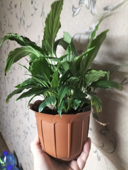 Женское  счастье