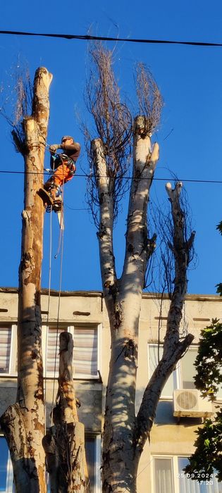 Спил, обрезка. Измельчение веток.