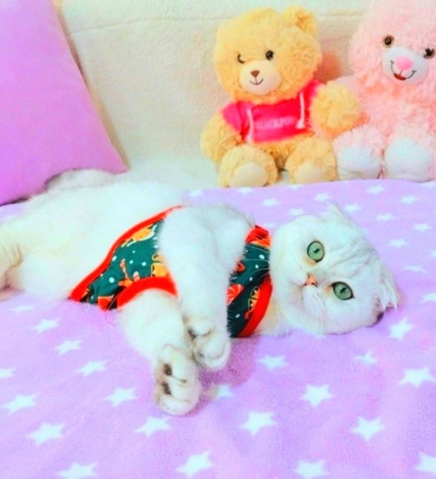 Красавчик шотландик мальчик Серебристая шиншилла