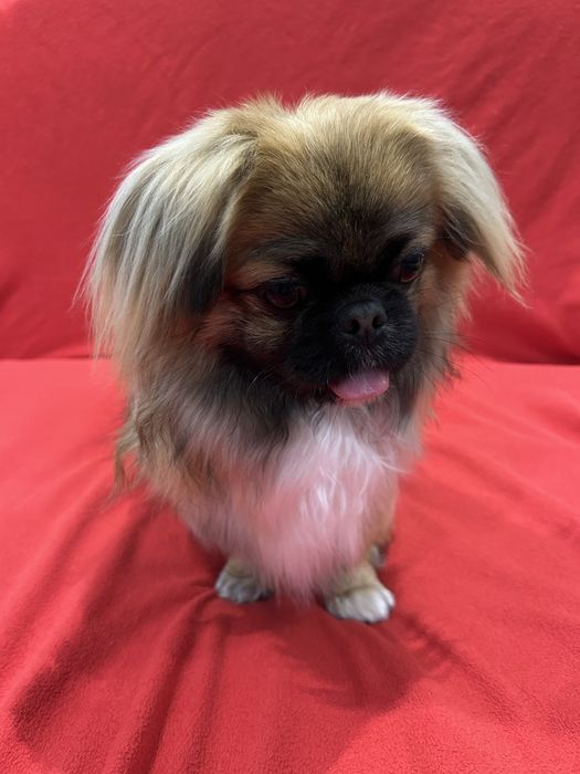 Пекінес для вязки