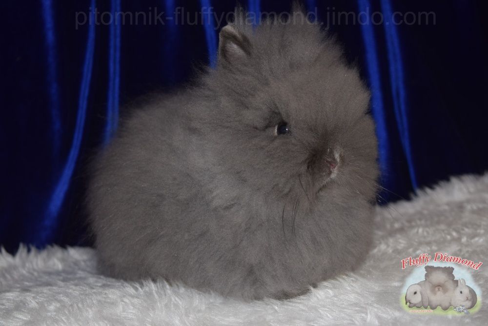 Карликові кролики. Ангора. Пушистики РКА