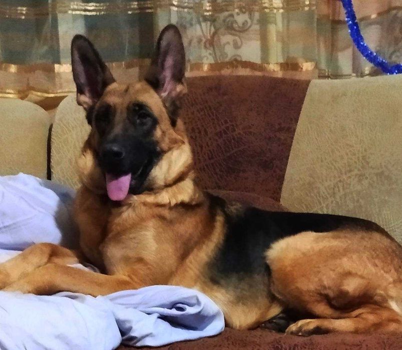 Нем овчарки.щенки.