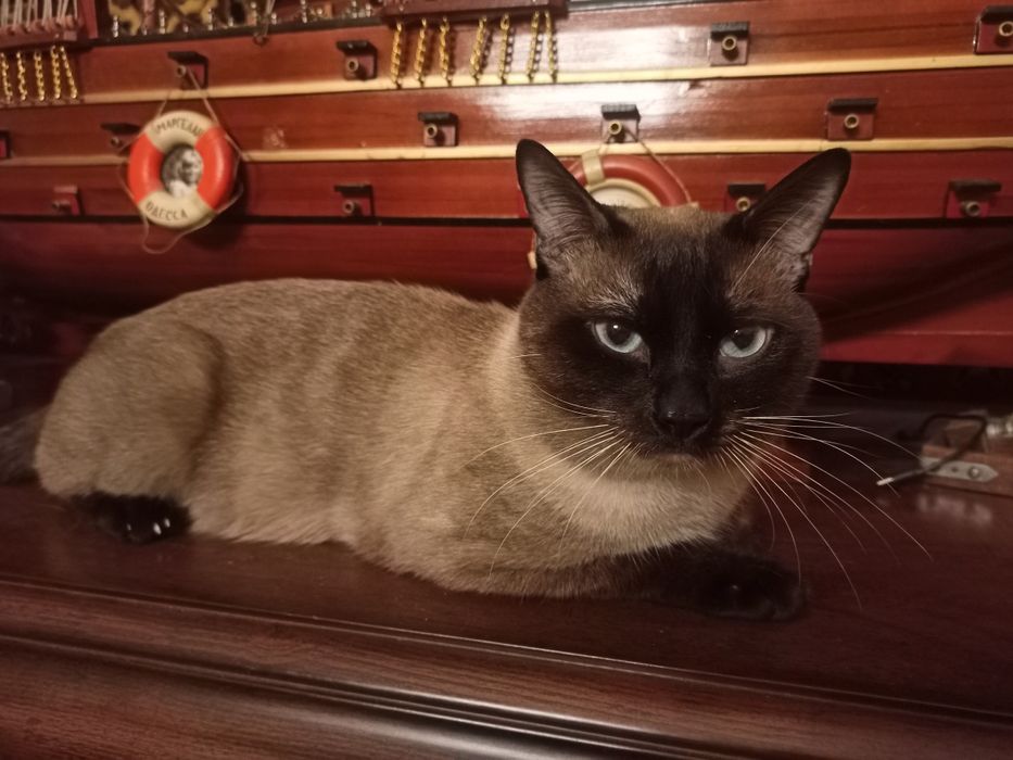 Кот сиамский жених