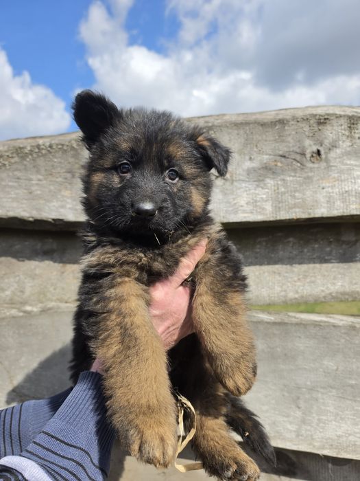 Owczarek niemiecki długowłosy po pięknych i zdrowych rodzicach GOTOWY DO ODBIORU