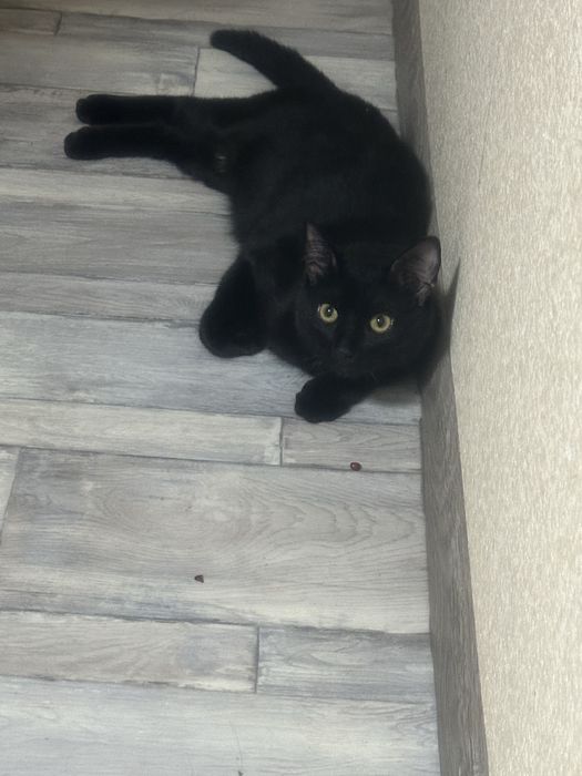 Отдам черного котика