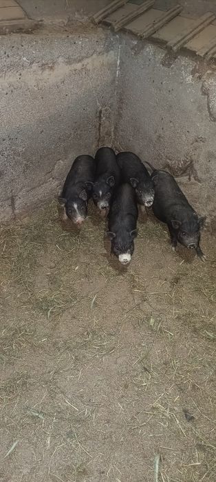 Продам в'єтнамських поросят