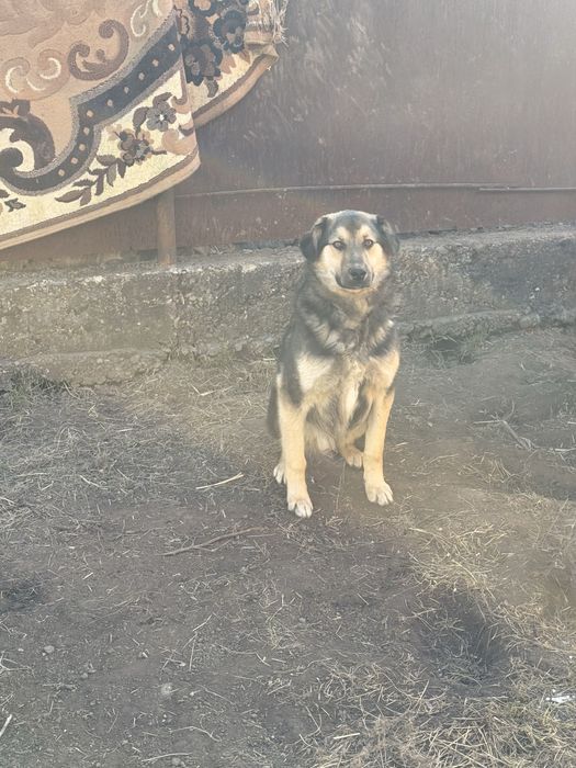 Собака хлопчик 1 рік