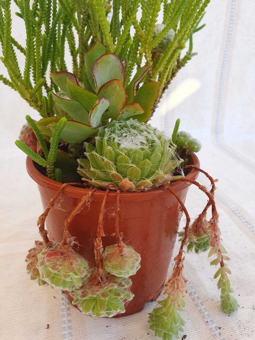 Planta - Sempervivum & Kalanchoe & Crassula