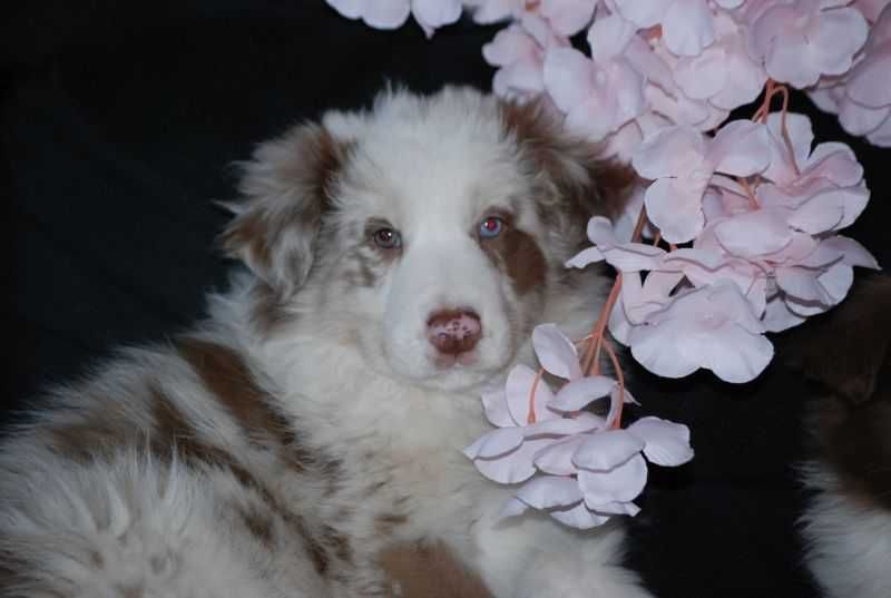 Pies Red Merle /Border Collie