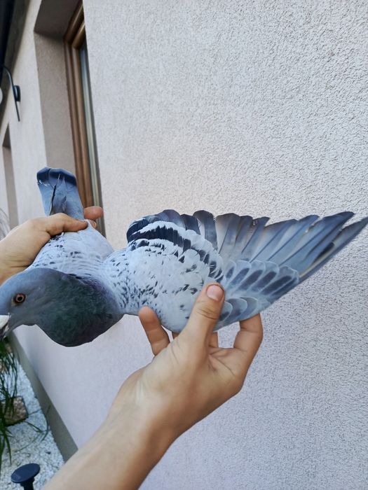 Witam sprzedam samice Staropolską