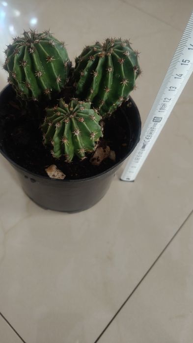 Kaktus echinopsis tubiflora