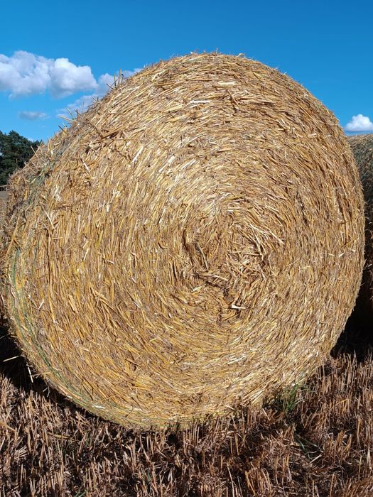 Słoma w balotach 150/120