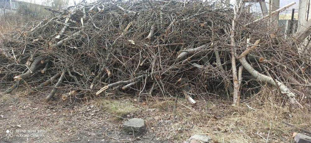 Chrust gałęzie drewno drzewo na opał za darmo