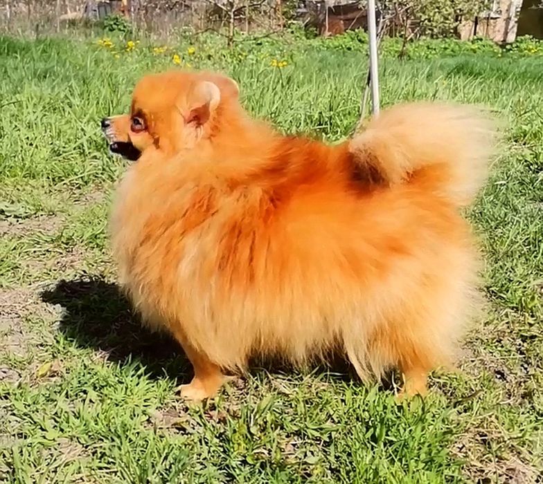 Сука Померанского той шпица 1.5 года