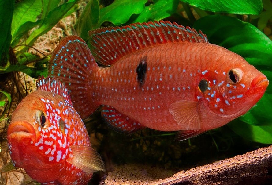 Czerwieniak Akara dwuplama