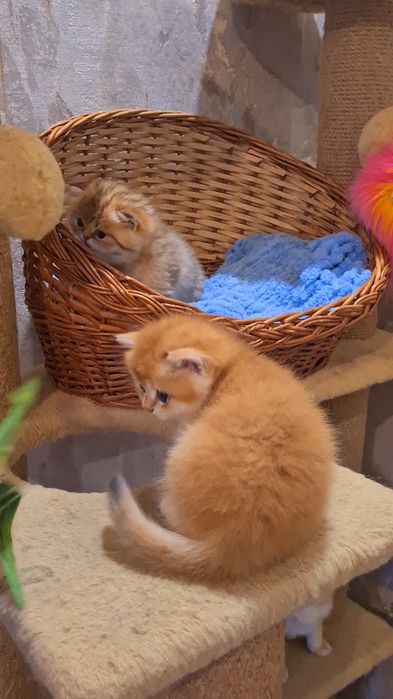 Бесподобные котята золотая шиншилла