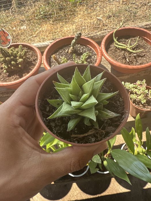 Catos & Suculentas & Orquideas