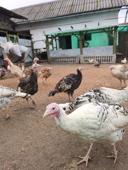 Індики молодняк різних порід