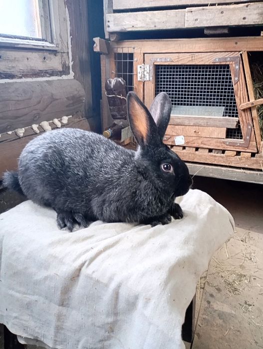 Кролі,кроленята,полтавське срібло